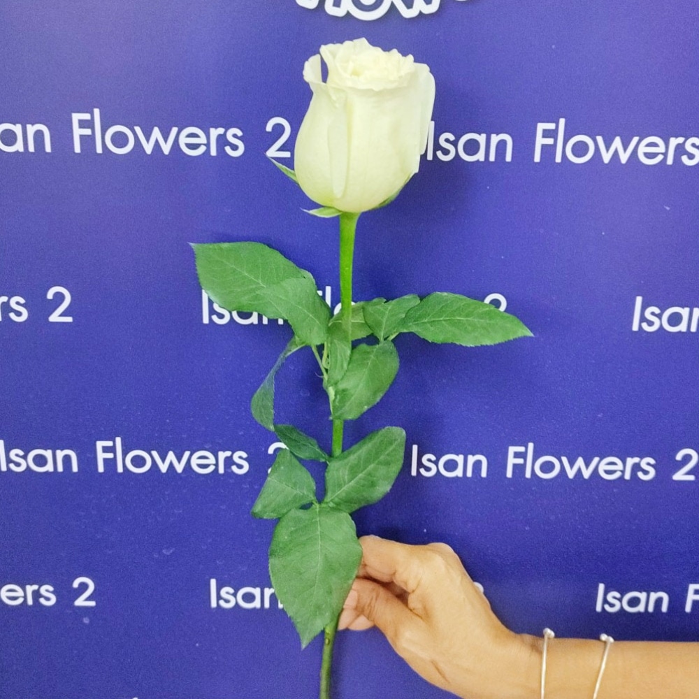 1 big white rose add on stem pre