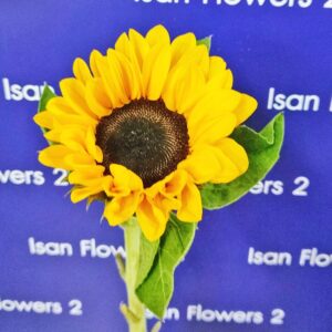 1 sunflower add on flower