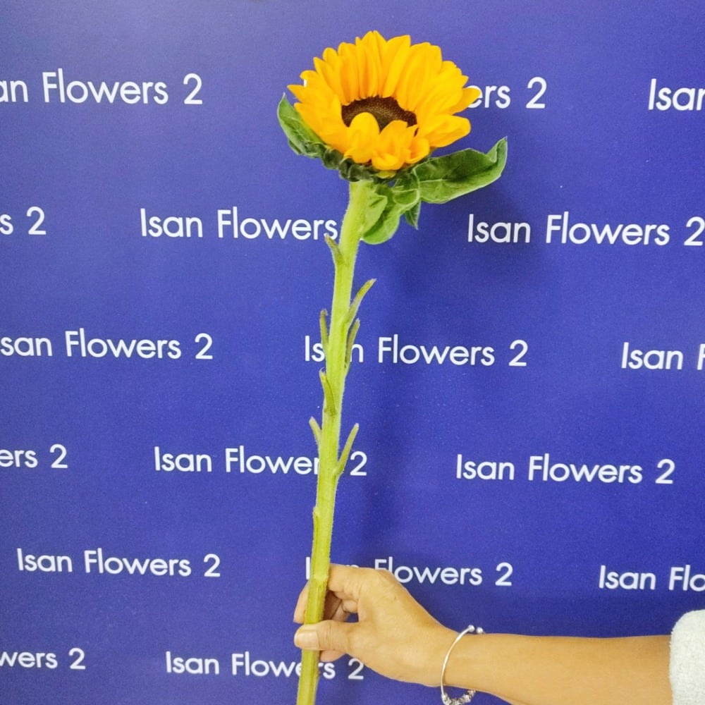 1 sunflower add on stem