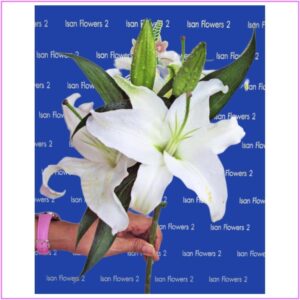 Add-On Lily Stem - White