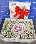 big money rose in box thumbnail
