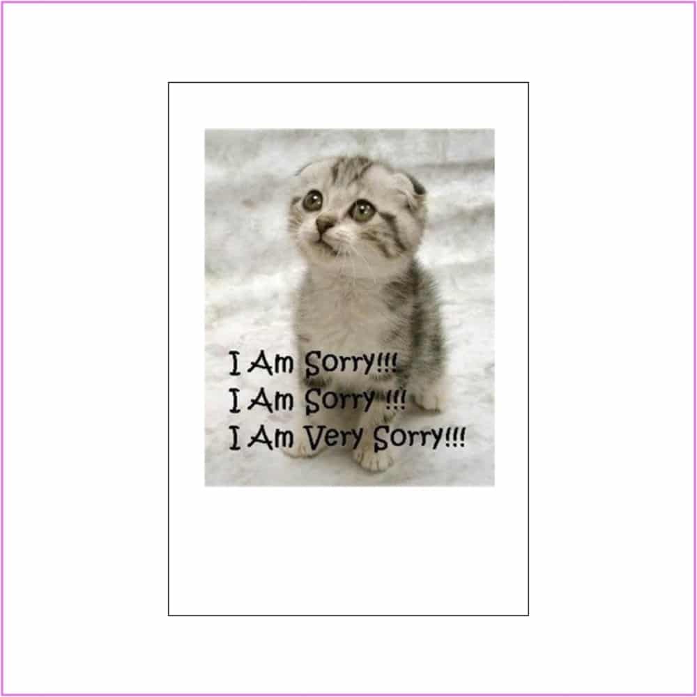 sorry card with kitten